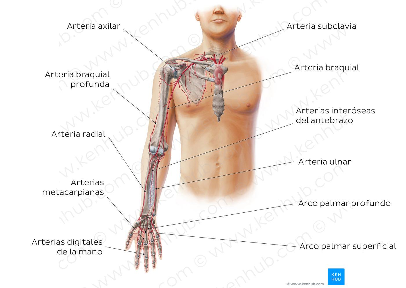 Main arteries of the upper limb - anterior (Spanish)