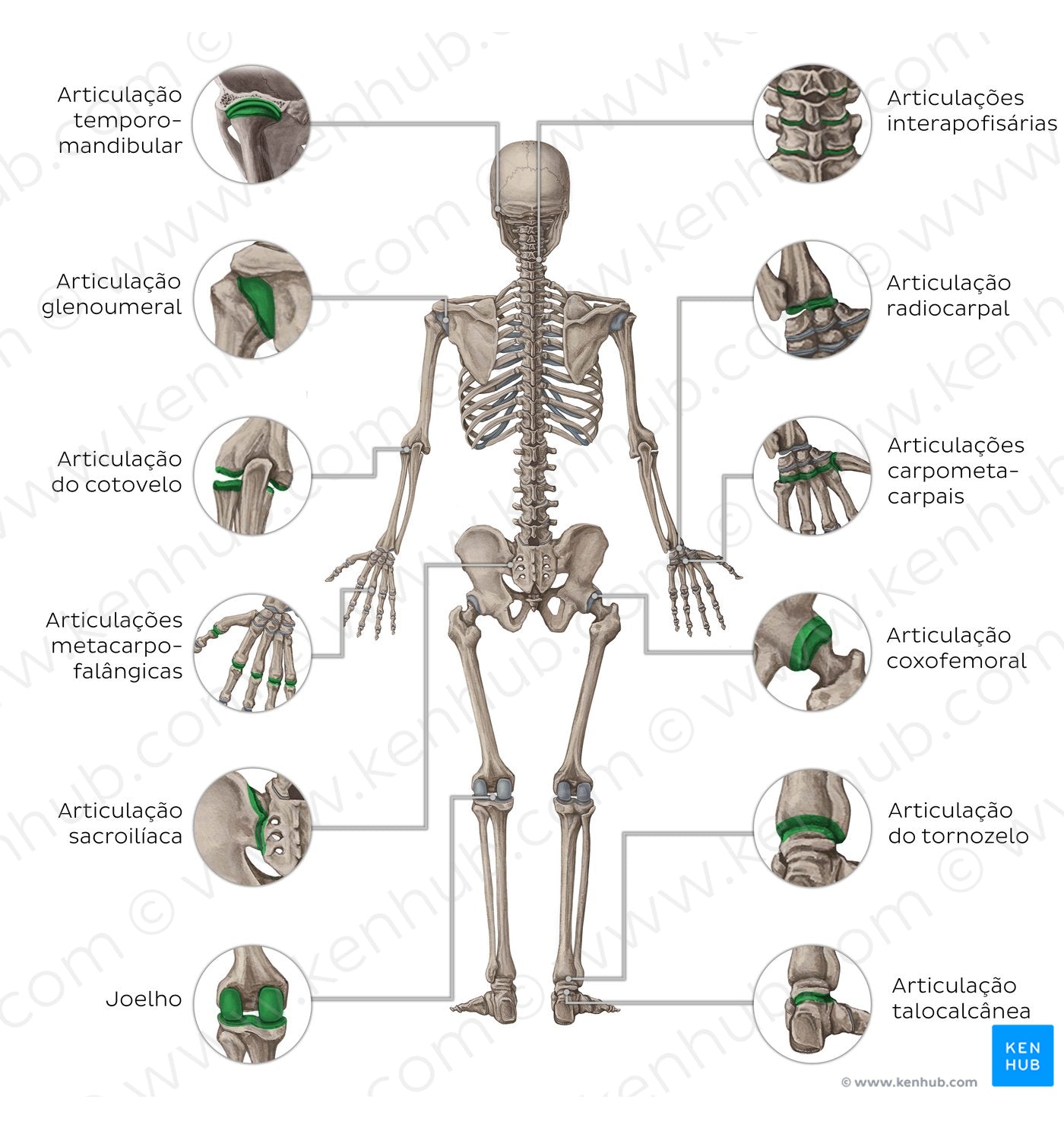 Main joints - posterior (Portuguese)