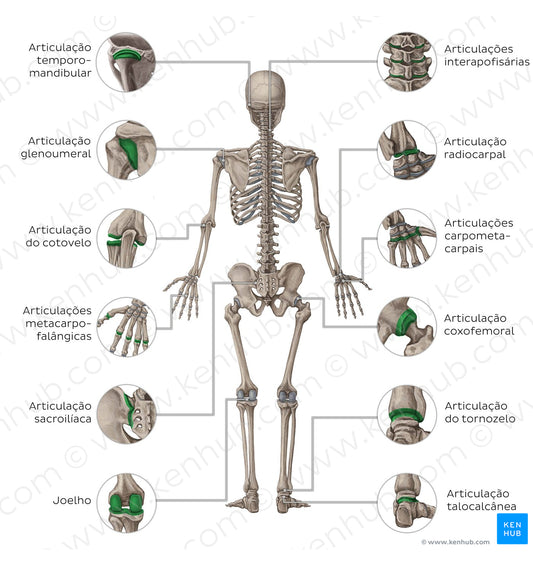 Main joints - posterior (Portuguese)