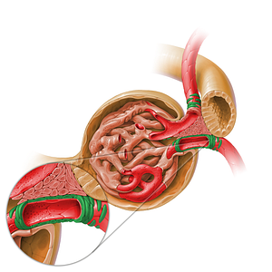 Smooth muscle cells of glomerular arteriole (#17932)