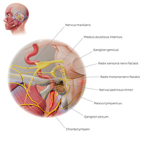 Facial nerve: intracranial/intratemporal parts (Latin)