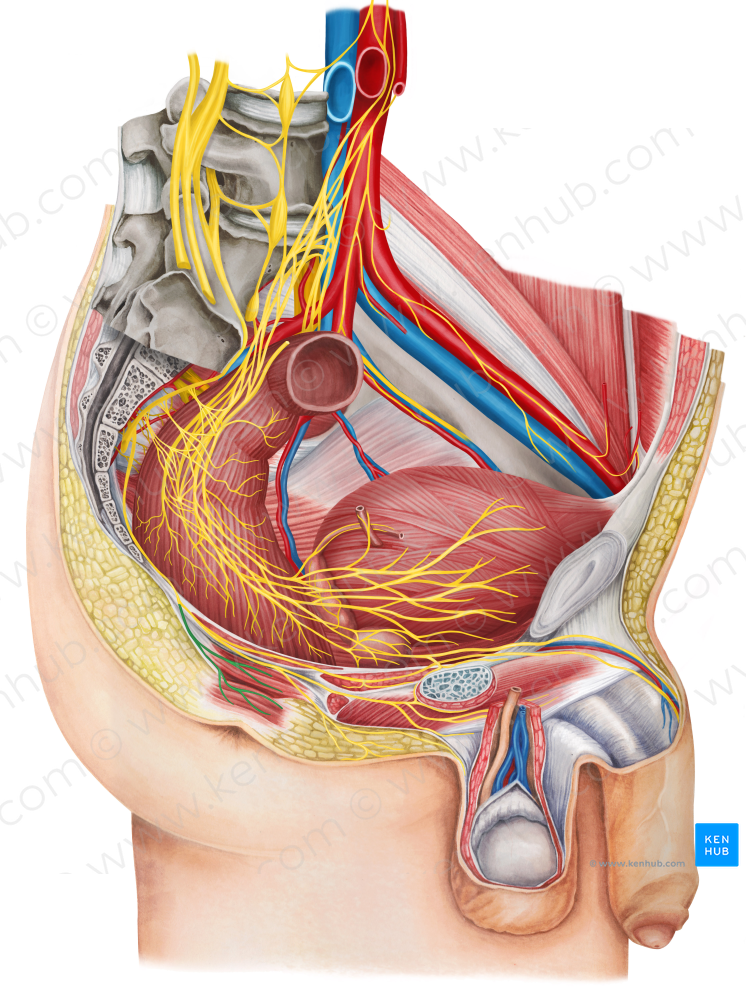 Inferior anal nerve (#6264)