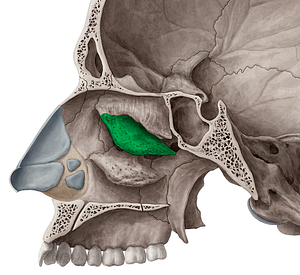 Middle nasal concha of ethmoid bone (#2795)