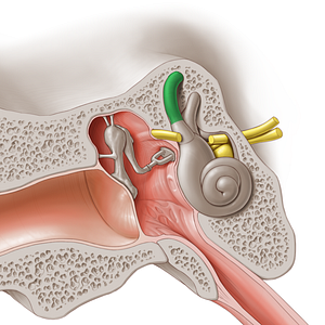 Anterior semicircular canal (#2341)