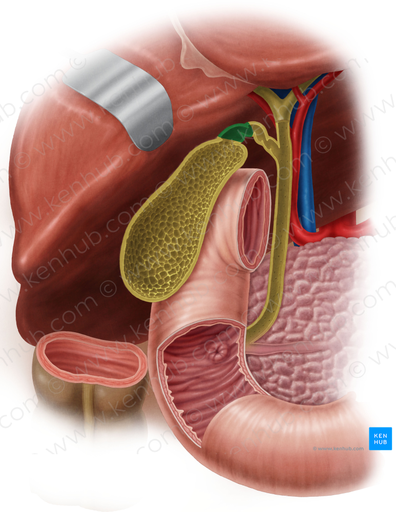 Neck of gallbladder (#2697)