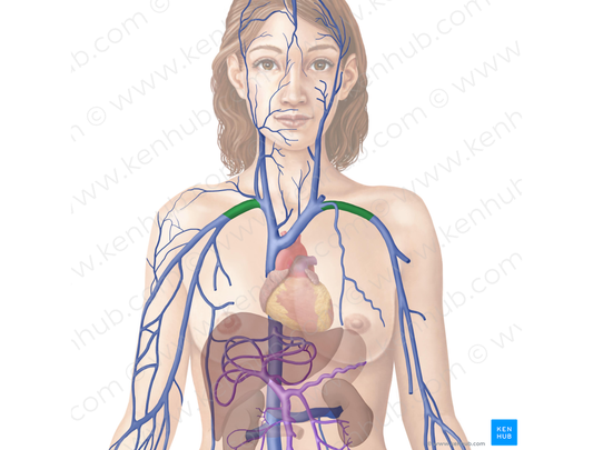 Subclavian vein (#10597)