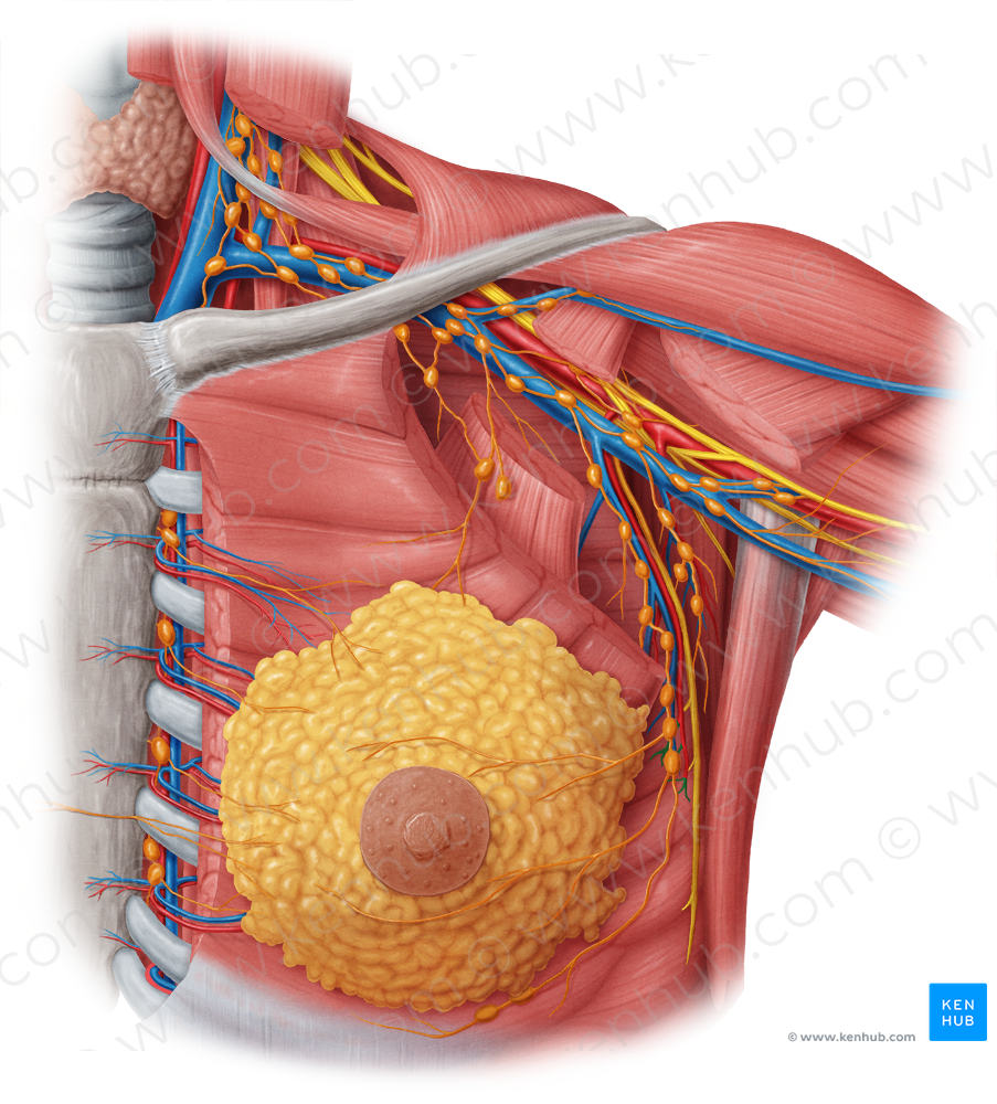 Lateral mammary branches of lateral thoracic artery (#8502)