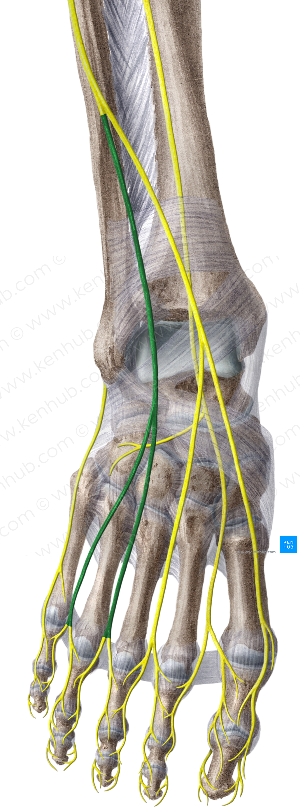Intermediate dorsal cutaneous nerve of foot (#6373)