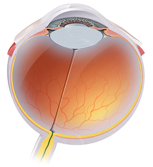 Central retinal artery (#995)
