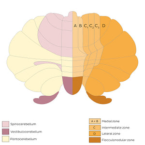 Cerebellum - divisions and zones (schematic) (English)
