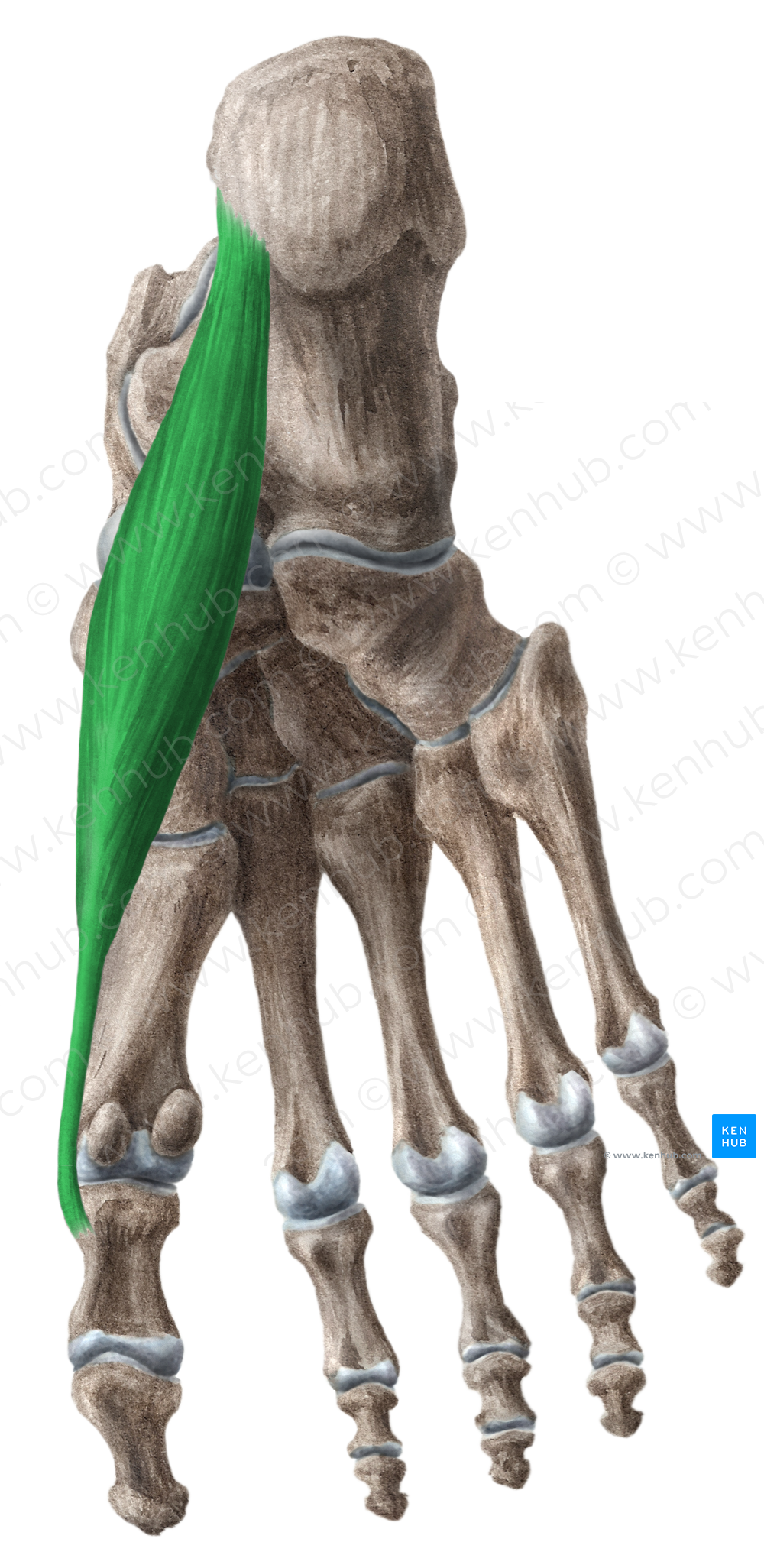 Abductor hallucis muscle (#5170)