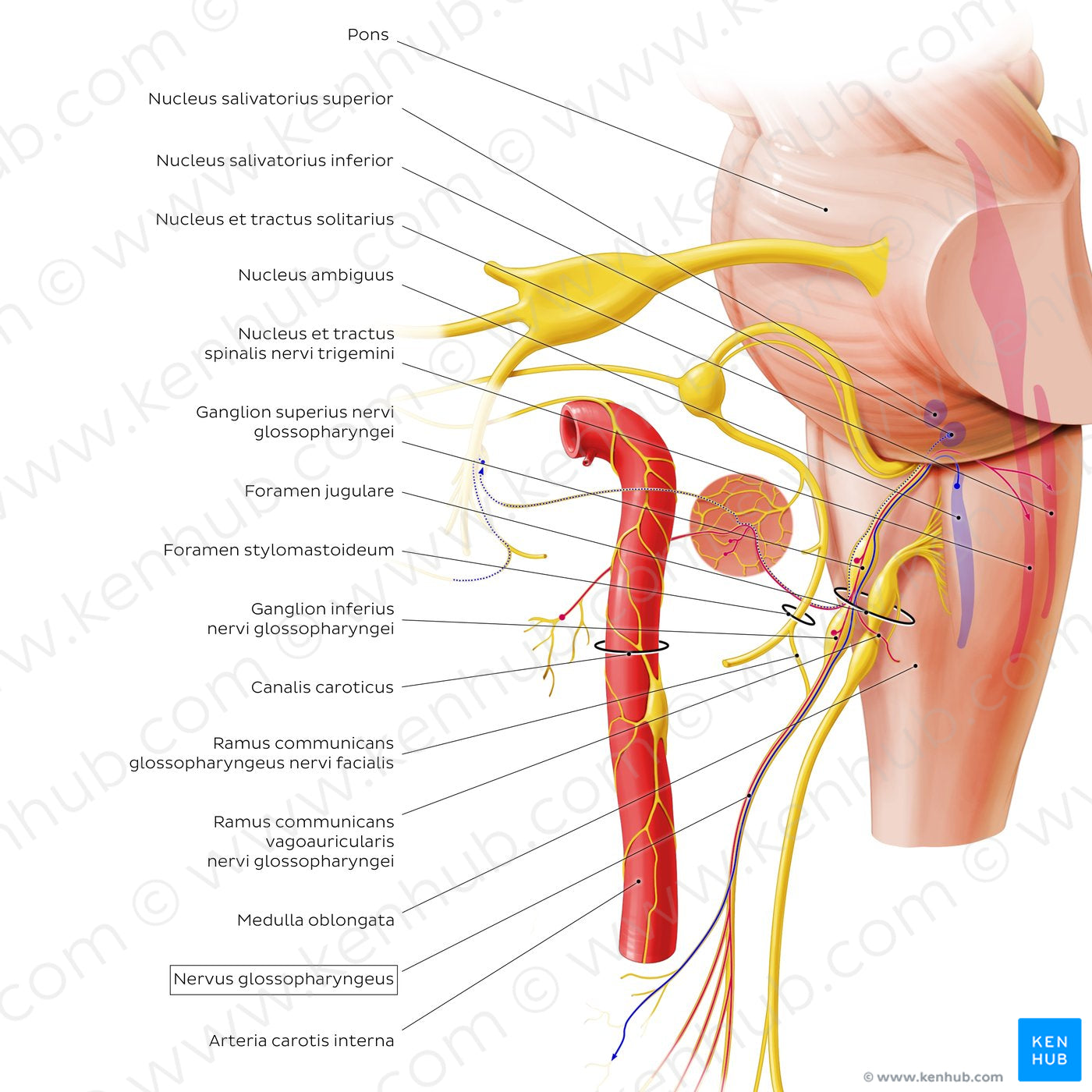 Glossopharyngeal nerve (origin and proximal branches) (Latin)