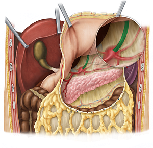 Left gastric artery (#1277)