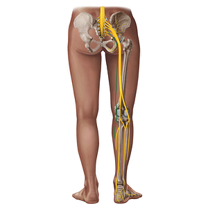 Posterior femoral cutaneous nerve (#18286)