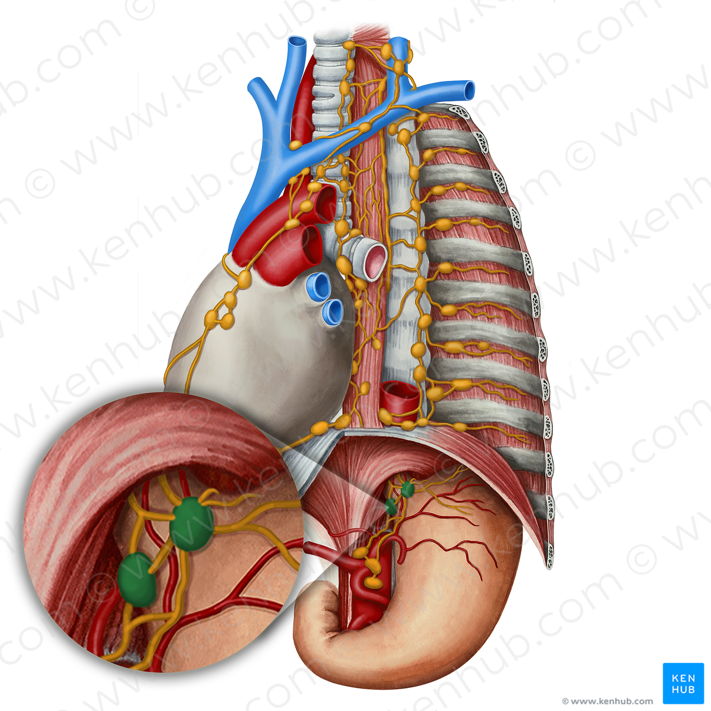 Left gastric lymph nodes (#6999)