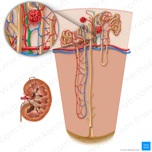 Interlobular vein of kidney (#17202)