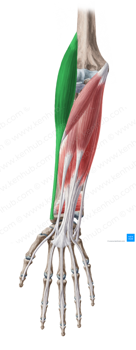 Brachioradialis muscle (#5238)