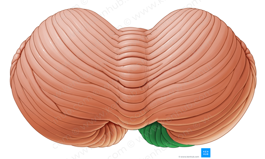 Inferior semilunar lobule (#4766)