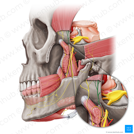 Posterior deep temporal nerve (#6805)