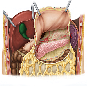 Gallbladder (#10803)