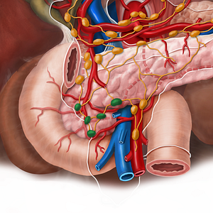 Inferior pancreaticoduodenal lymph nodes (#7068)