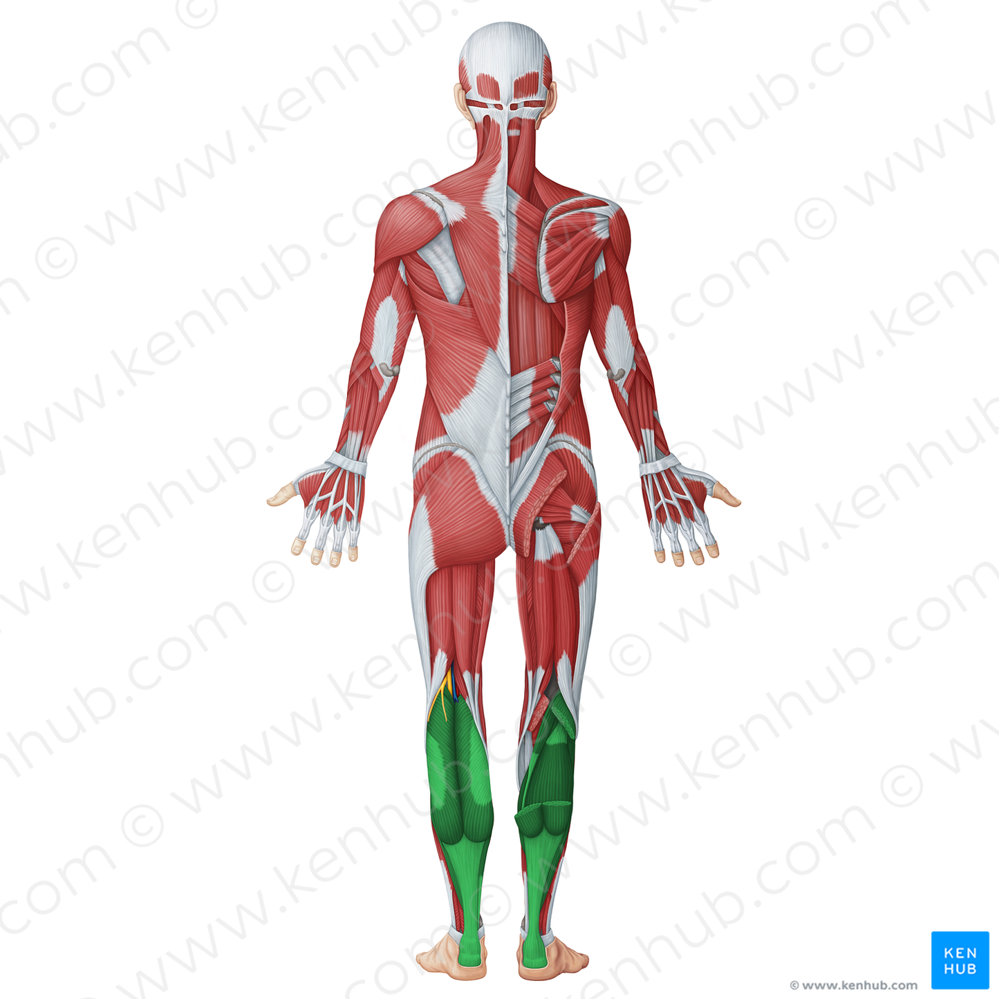 Posterior (flexor) muscles of leg (#20063)