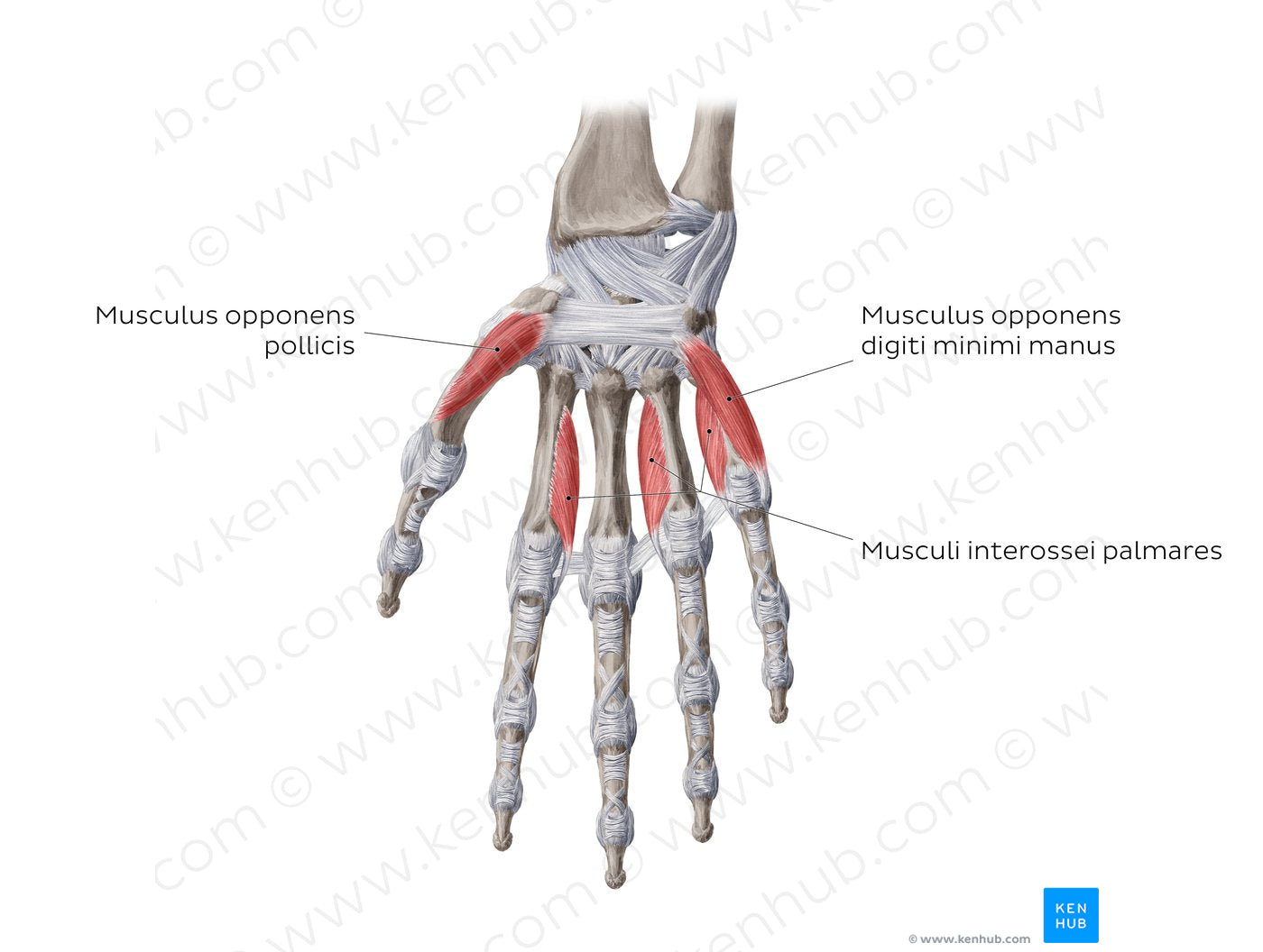 Muscles of the hand: deepest muscles (Latin)