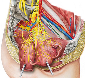 Obturator nerve (#6597)