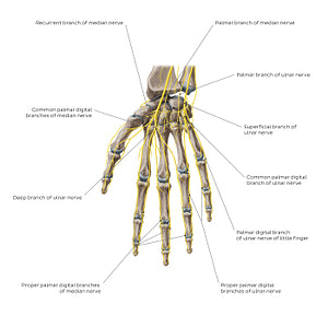 Nerves of the hand: Palmar view (English)