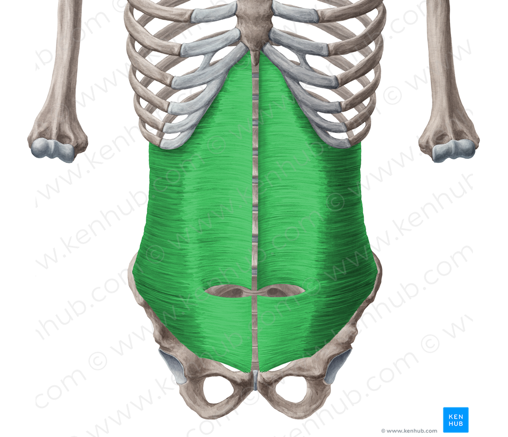 Transversus abdominis muscle (#6107)