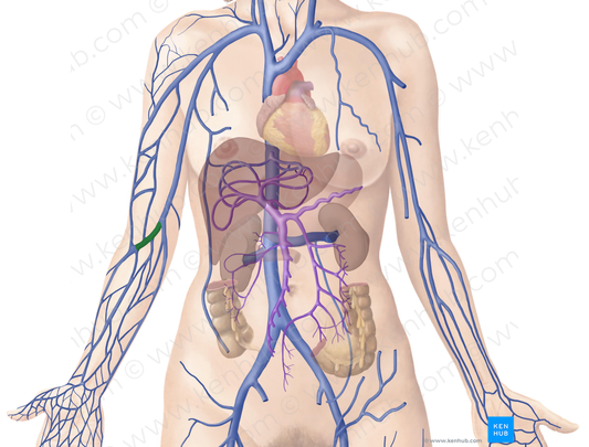 Median cubital vein (#10396)