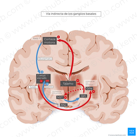 Indirect pathway of the basal ganglia (Spanish)