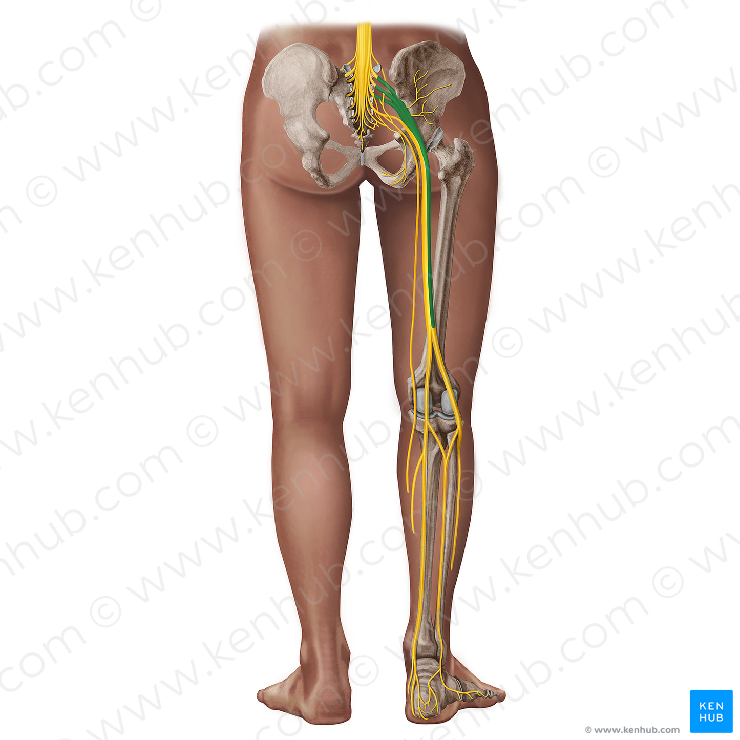 Common fibular division of sciatic nerve (#18338)