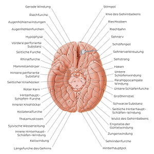 Basal view of the brain (German)