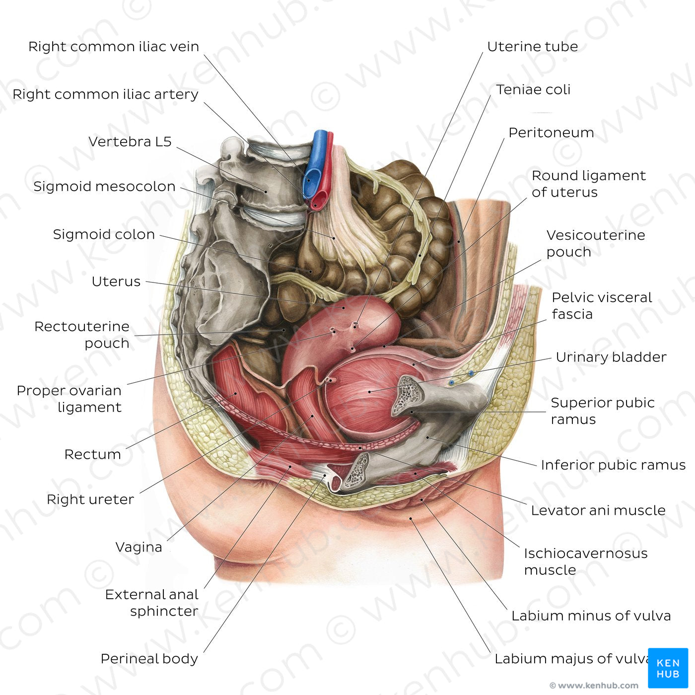 Female pelvic viscera and perineum (English)