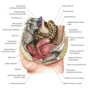 Female pelvic viscera and perineum (Latin)