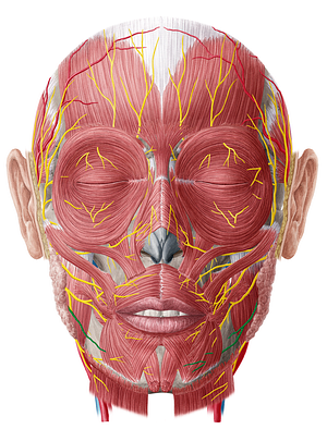 Marginal mandibular branch of facial nerve (#8733)