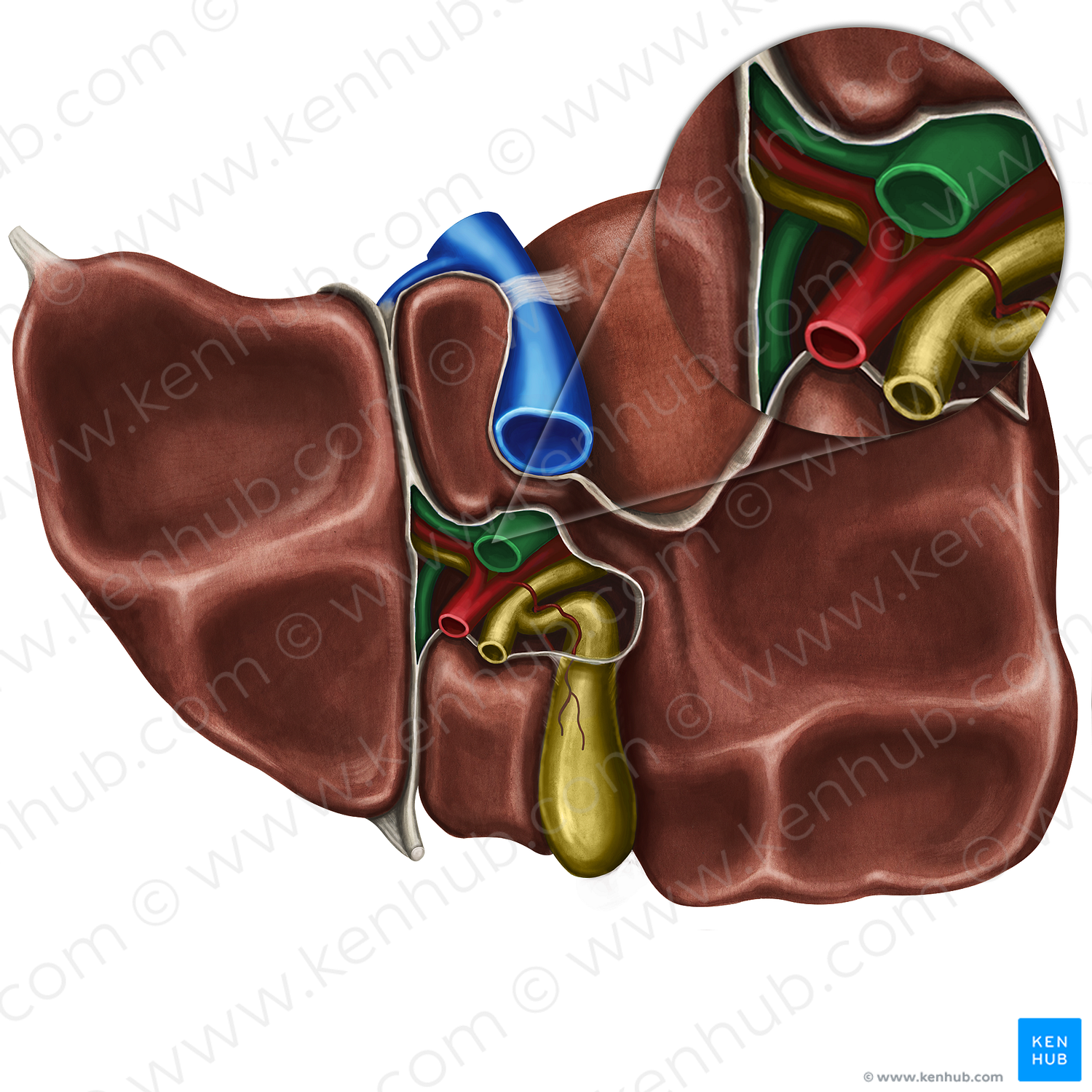 Hepatic portal vein (#10488)