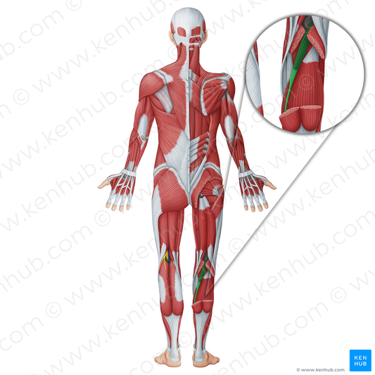 Plantaris muscle (#18721)