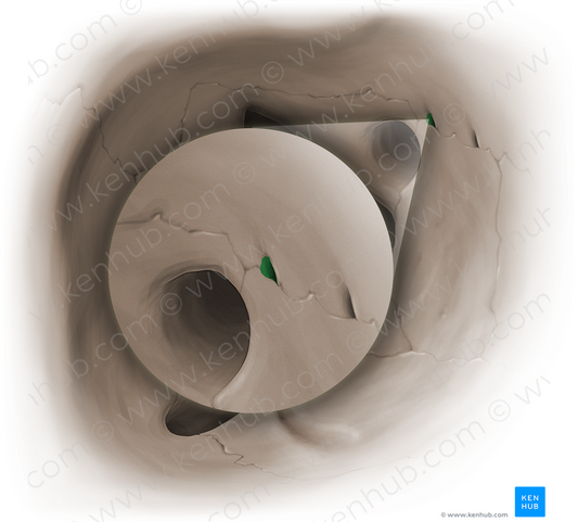 Posterior ethmoidal foramen (#15351)