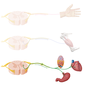 Autonomic nerve fibers (#20913)