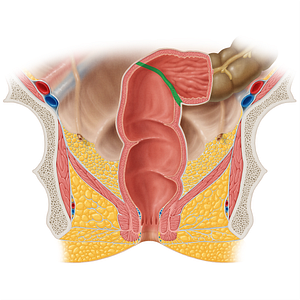 Rectosigmoid junction (#20521)