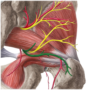 Inferior gluteal artery (#1314)