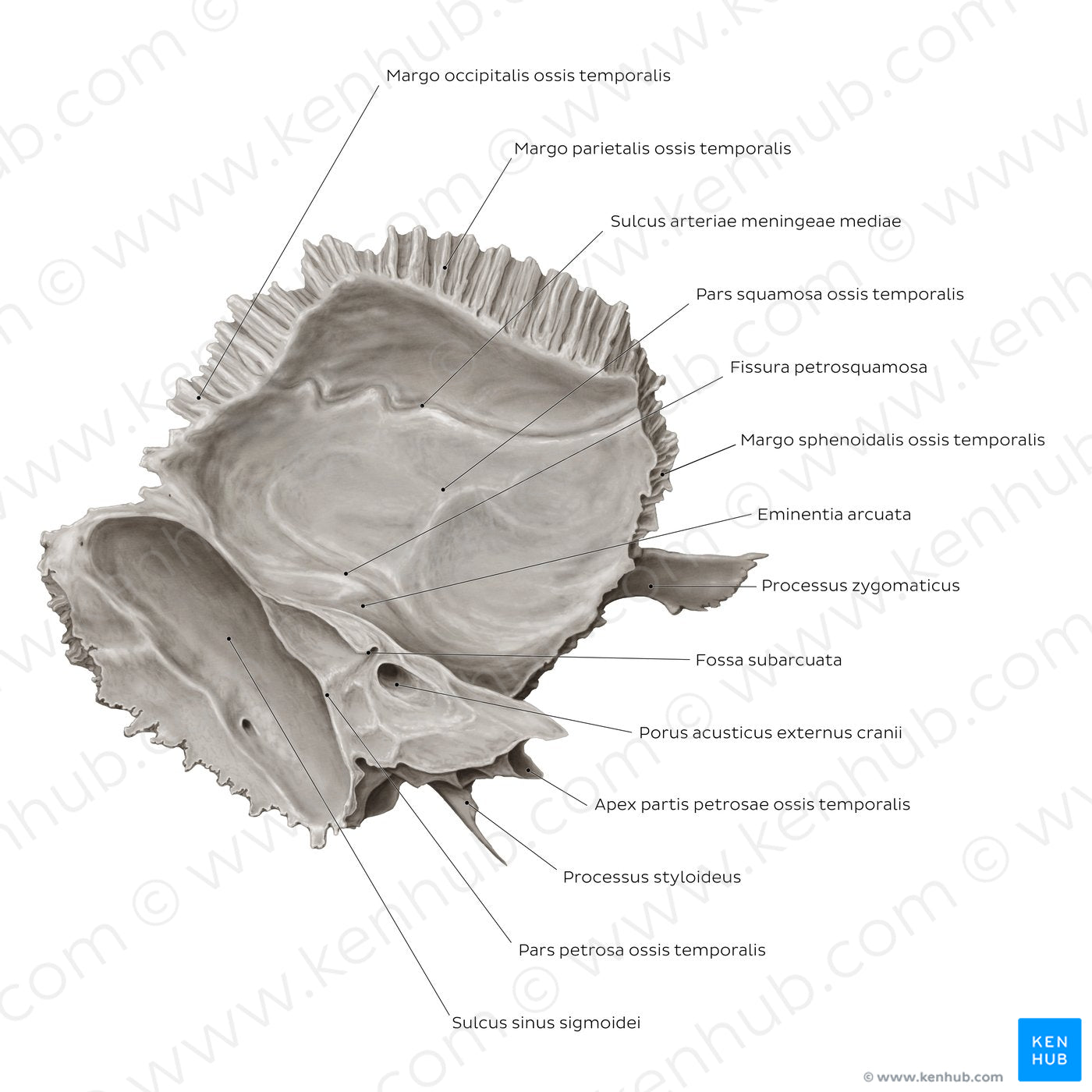 Temporal bone (medial view) (Latin)