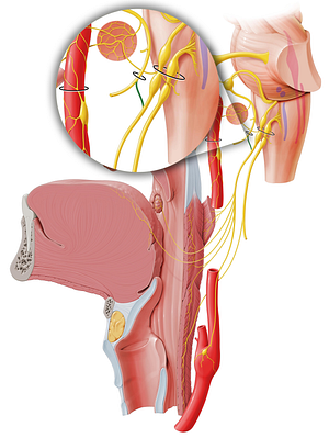 Communicating branch of facial nerve with glossopharyngeal nerve (#8641)