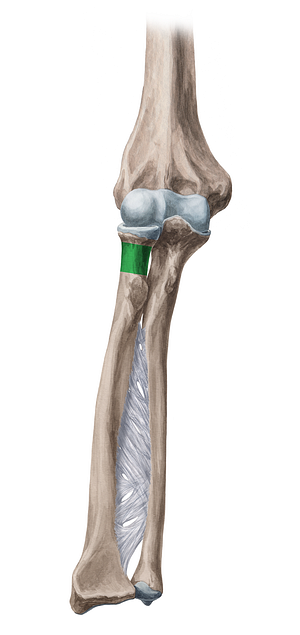 Neck of radius (#2689)