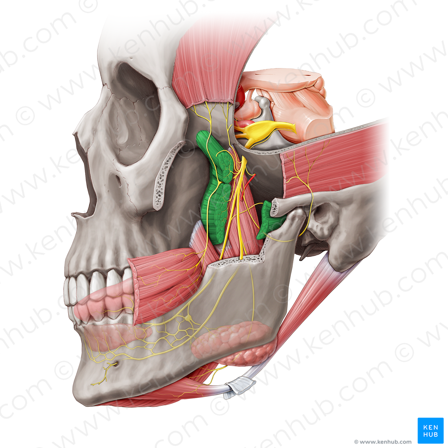 Lateral pterygoid muscle (#20475)