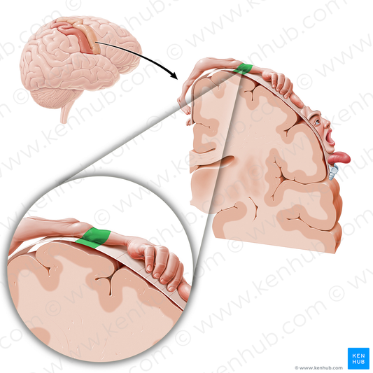 Motor cortex of elbow (#11070)