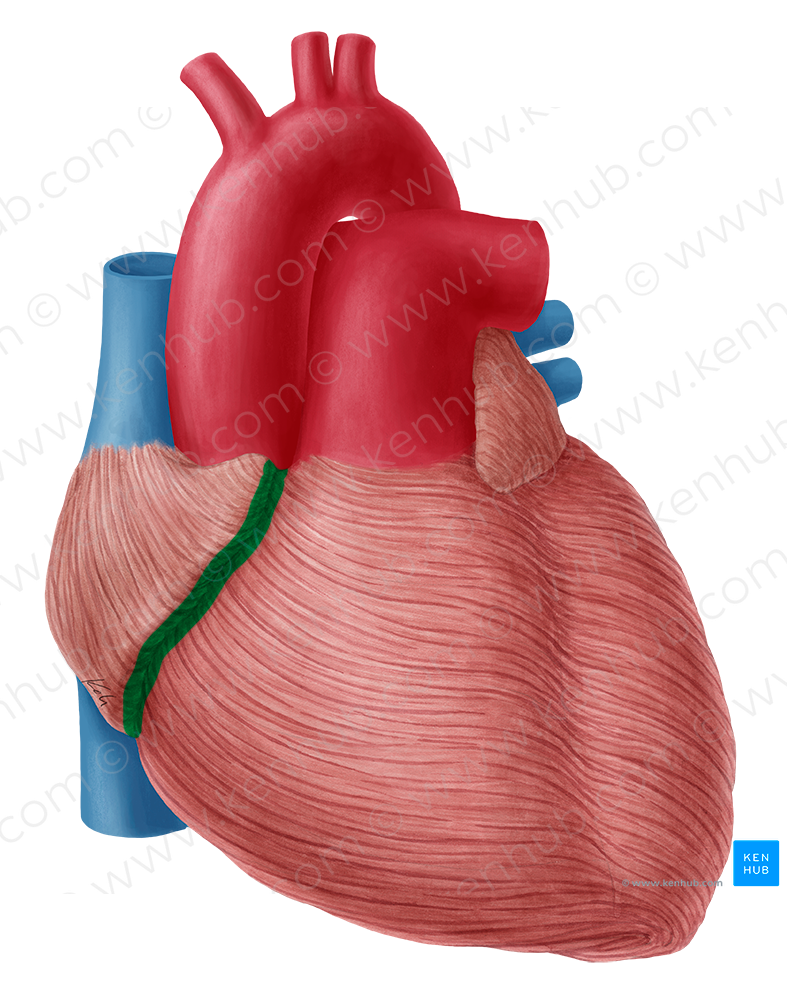 Coronary sulcus (#9252)