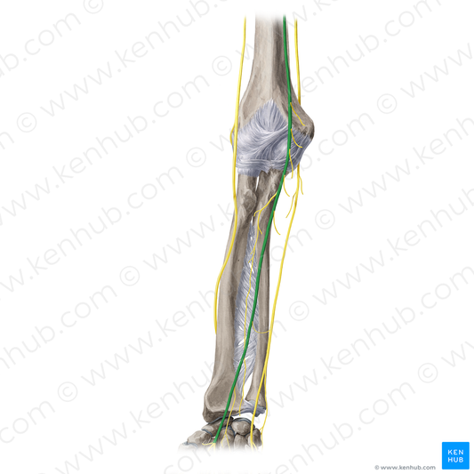 Median nerve (#6564)